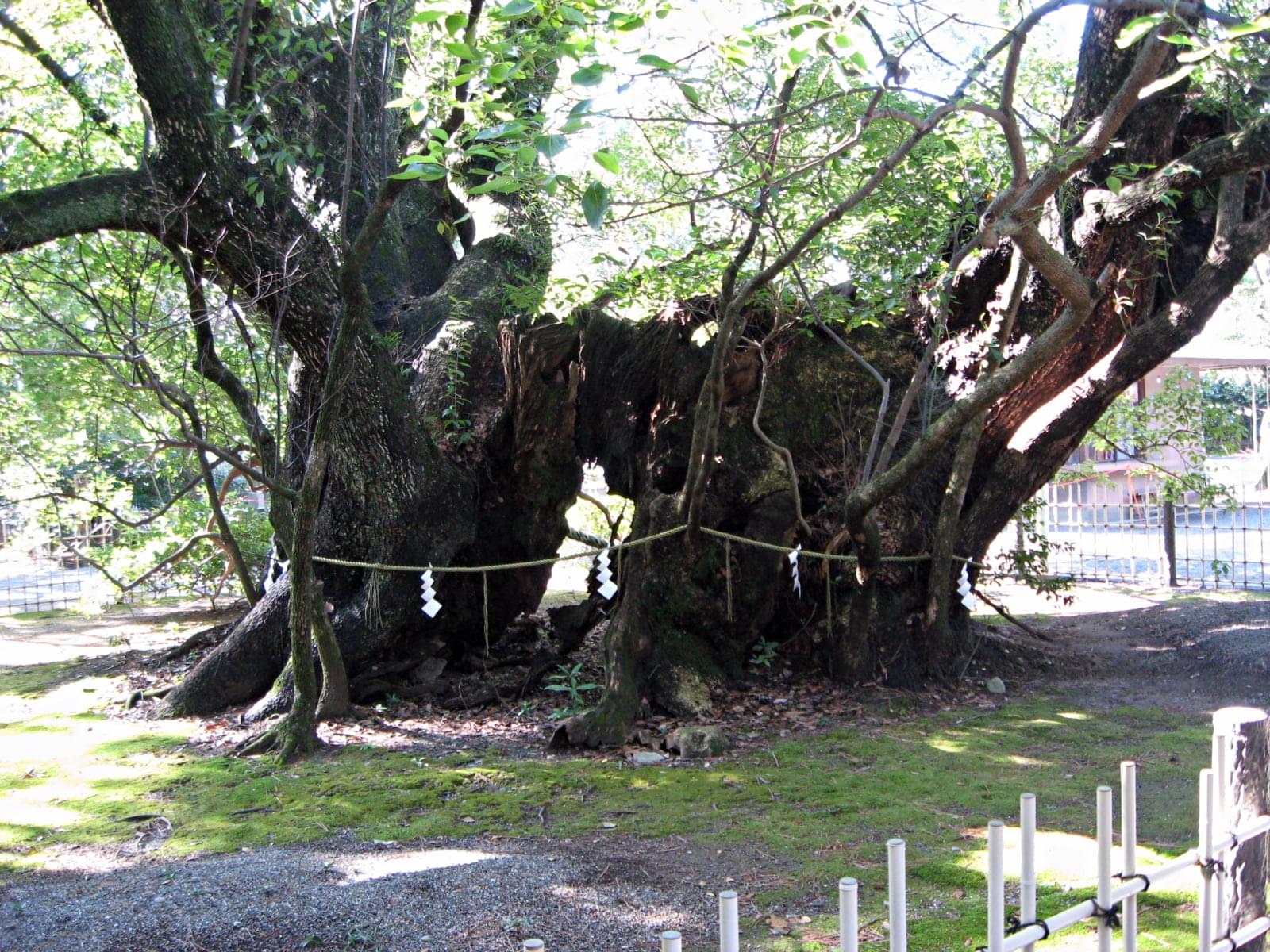 徳川家康公を守った伝説の木があるお社 浜松八幡宮 武将愛