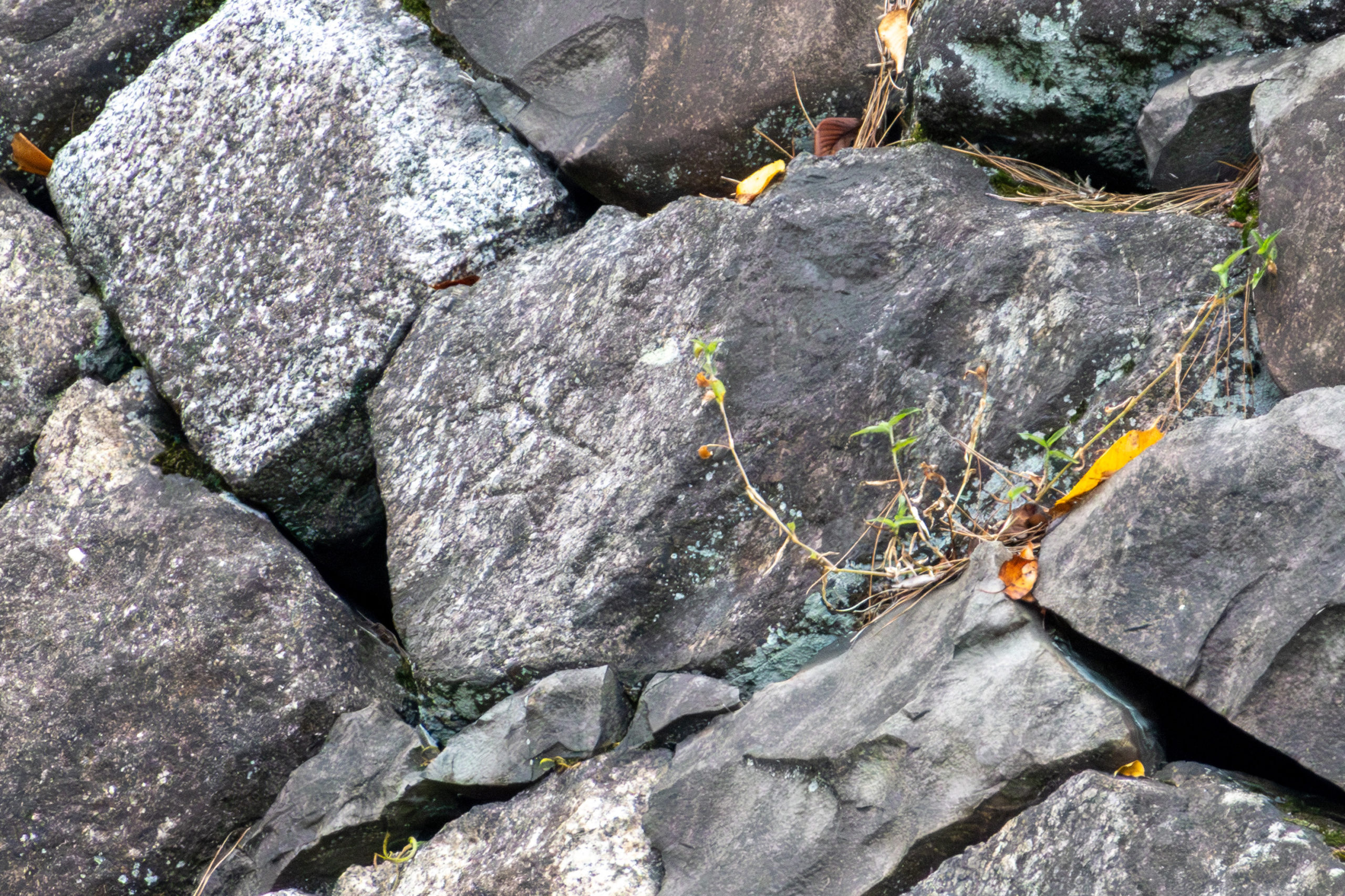 名古屋城石垣の刻印を見に行こう！ Vol.13 本丸西壁北側 – 武将愛